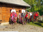 horses at traditional wedding in maramures